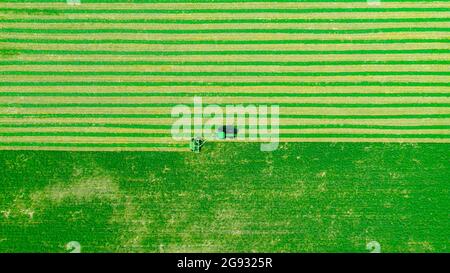 Above top view on tractor as pulling grass cutting machinery over field of clover, cutting alfalfa in straight lines. Stock Photo