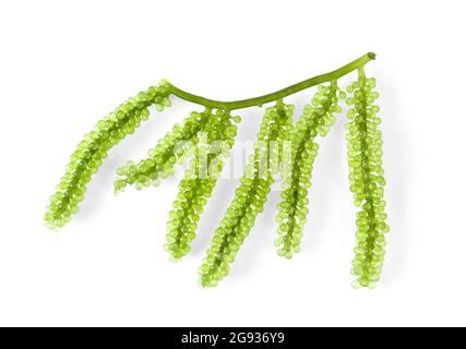 Sea grapes ( green caviar ) seaweed on white background Stock Photo