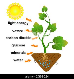 Photosynthesis diagram. Process of plant produce oxygen. Photosynthesis ...