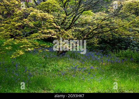 A carpet of bluebells beneath an acer tree in Minterne Gardens, Dorset, England, UK Stock Photo