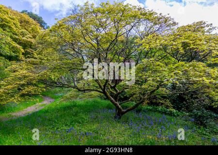 A carpet of bluebells beneath an acer tree in Minterne Gardens, Dorset, England, UK Stock Photo