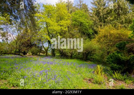 Wild bluebells growing in a patch of sunlight in Minterne House Gardens, Dorset, England, UK Stock Photo