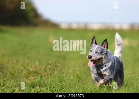 Blue heeler or australian cattle dog running in green grass field. Copy space. Stock Photo