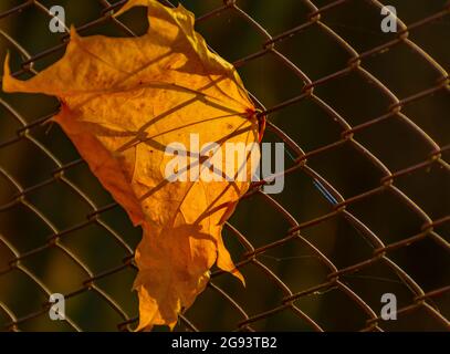 An autumn maple leaf stuck in the netting. Stock Photo