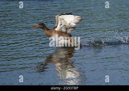 Gadwall (Anas strepera) with wings extended during practice take-off from a lake at Ham Wall in Somerset, United Kingdom. Stock Photo