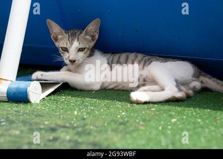 Cute pet cat resting outide lying down on grass with blue background. Stock Photo
