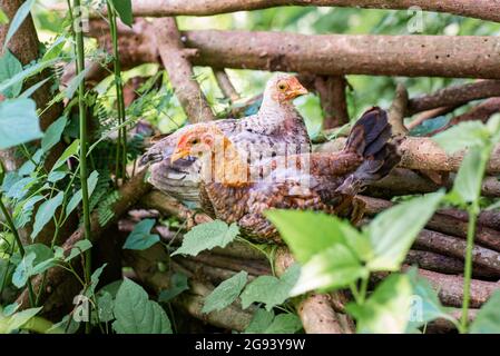 Chicken resting on the dead woods at the farm. Stock Photo