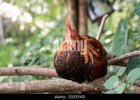 Chicken resting on the dead woods at the farm. Stock Photo