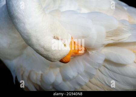 Close-up photo of goose cleaning feathers by itself. Stock Photo