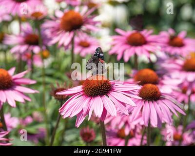 The Vanessa atalanta or the admiral butterfly sitting on a flower called the Coneflower, or latin name the Echinacea purpurea Stock Photo