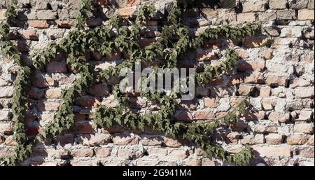 the vine weaves on a brick wall. 3d-render Stock Photo