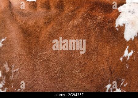 Texture of a brown spotted cow coat. Red and white cow hair Close up. Real genuine natural fur, copy space for text. Stock Photo