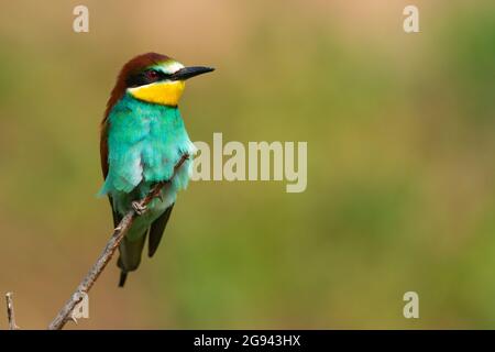 European bee eater Merops apiaster sits on a branch. Stock Photo