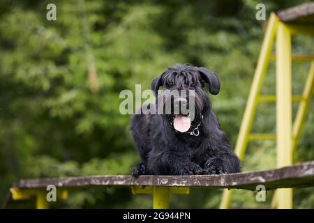 Trained giant hot sale schnauzer