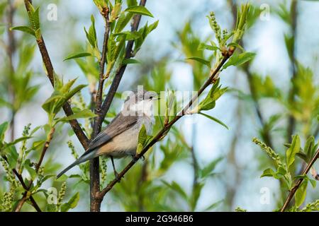 Lesser whitethroat, Sylvia curruca singing on a spring evening in Estonia, Northern Europe. Stock Photo