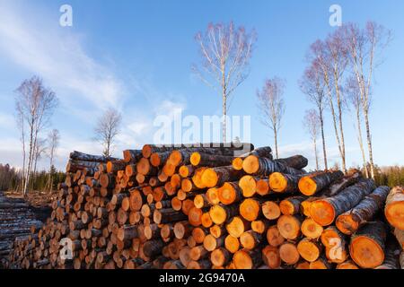 Freshly cut and piled Birch lumber as a raw material resource for wood industry in Estonia. Stock Photo