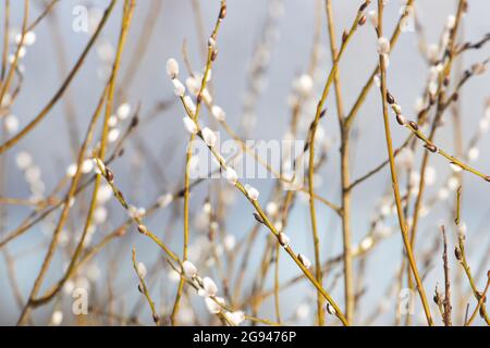Vase with pussy willow branches on black grunge background Stock Photo -  Alamy