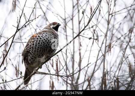 Male Hazel grouse, Tetrastes bonasia perched on a Willow branch in Estonian forest.
