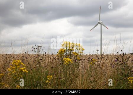 ragwort (Jacobaea vulgaris) in a field near Billerbeck, wind turbine, Muensterland, North Rhine-Westphalia, Germany.  Jakobs-Greiskraut (Jacobaea vulg Stock Photo