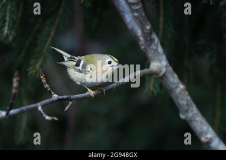 Smallest bird in Europe, Goldcrest (Regulus regulus) perched on a spring day in Estonia. Stock Photo