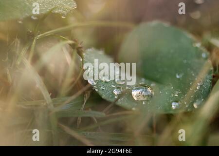 Close-up macro of morning dewdrops on leaf in grass Stock Photo