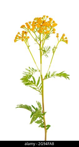 Tansy or Tanacetum vulgare flowers, isolated on white background. Medicinal herbal plant. Stock Photo