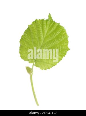 Green hazelnut leaves isolated on white background. Fresh green hazel leaf. Stock Photo