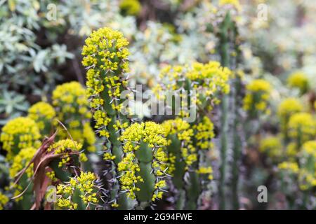 Bright yellow Resin Spurge blossoms Stock Photo