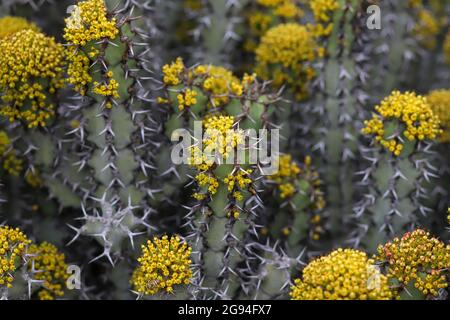 Resin Spurge Cactus covered in yellow blossoms Stock Photo