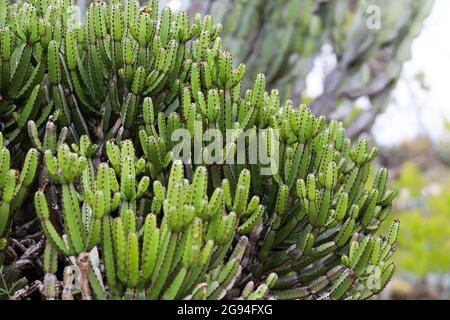 a large group of small Resin Spurge branches Stock Photo