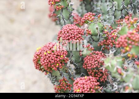 Resin spurge covered in seed capsules Stock Photo