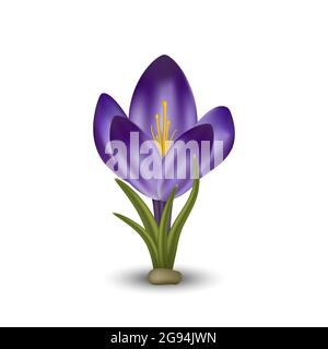 Vector realistic flower crocus. Isolated object on white background. Gradient mesh tool Stock Vector