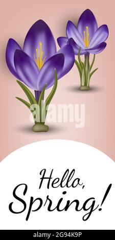 Vector realistic spring flower crocus. Use for postcards, banners, backgrounds. Gradient mesh tool Stock Vector