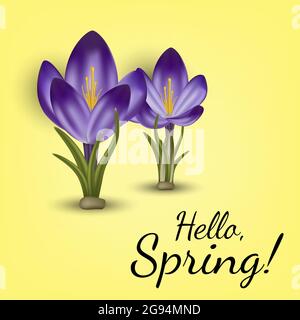 Vector realistic spring flower crocus. Use for postcards, banners, backgrounds. Gradient mesh tool Stock Vector