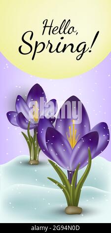 Vector realistic spring flower crocus in a snowdrift. Use for postcards, banners, backgrounds. Gradient mesh tool Stock Vector