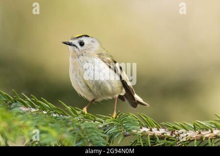 Smallest bird in Europe, Goldcrest (Regulus regulus) perched on a spring day in Estonia. Stock Photo