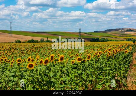 Sunflower Field. Beautiful sunflowers on sunny summer day. Stock Photo