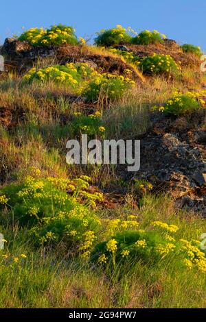 Pungent desert parsley (Lomatium grayi) along along Old Highway 8 Trail, Columbia River Gorge National Scenic Area, Washington Stock Photo
