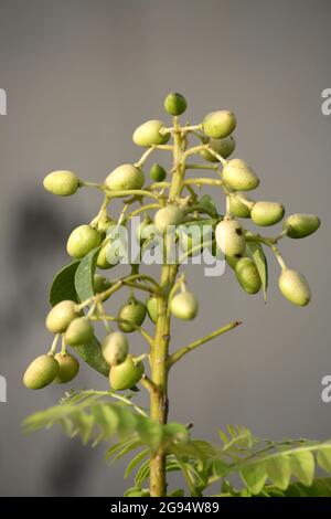 Curry neem or curry tree (Murraya koenigii) with fruits Stock Photo