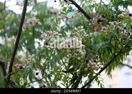 Curry neem or curry tree (Murraya koenigii) with fruits Stock Photo