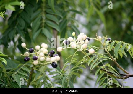 Curry neem or curry tree (Murraya koenigii) with fruits Stock Photo