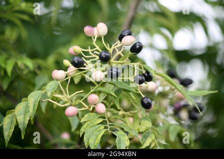 Curry neem or curry tree (Murraya koenigii) with fruits Stock Photo