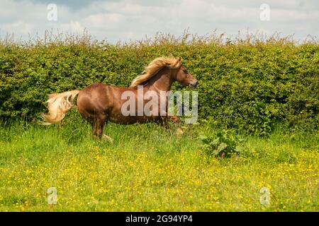 Welsh cob horse, stallion galloping Stock Photo