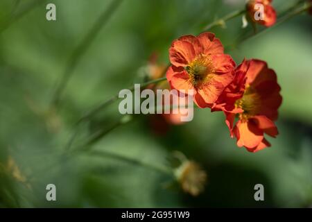 Bright Geum flowers in an English garden during summer in cottage garden Stock Photo