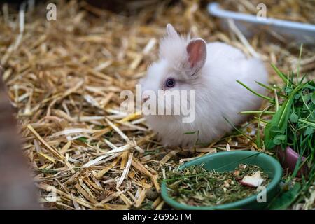 Fluffy white lionhead rabbit sitting on straw bedding next to a food bowl with fresh greens. Stock Photo
