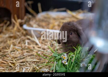 Brown dwarf rabbit eating fresh meadow greens with small flowers while sitting on straw indoors. Natural feeding behavior in a cozy home environment. Stock Photo