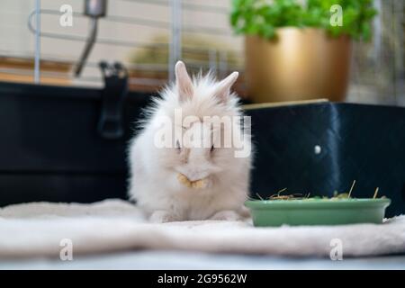 A white lionhead dwarf rabbit sits indoors on a soft surface and grooms itself near a food bowl. Stock Photo