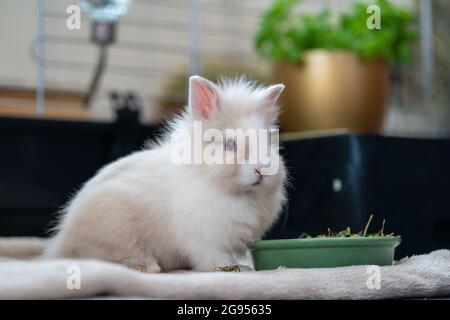 Cute white lionhead dwarf rabbit sitting indoors next to a green food bowl in front of a rabbit enclosure Stock Photo