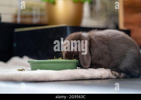 Brown, small dwarf rabbit (dwarf ram, ram) with floppy ears eats from a green bowl in the living room. Stock Photo