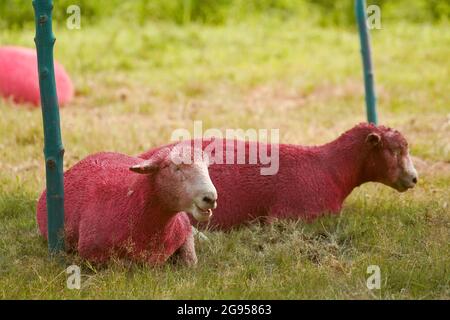 Pink sheep at Latitude festival in Henham Park, Southwold, Suffolk. Picture date: Saturday July 24, 2021. Stock Photo